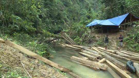 Phát hiện vụ xẻ thịt rừng phòng hộ lớn nhất tỉnh Quảng Bình - Ảnh 7.