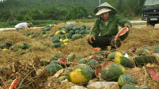  Thương lái Trung Quốc đang lùng mua gì ở Việt Nam? - Ảnh 12.