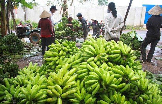  Thương lái Trung Quốc đang lùng mua gì ở Việt Nam? - Ảnh 3.