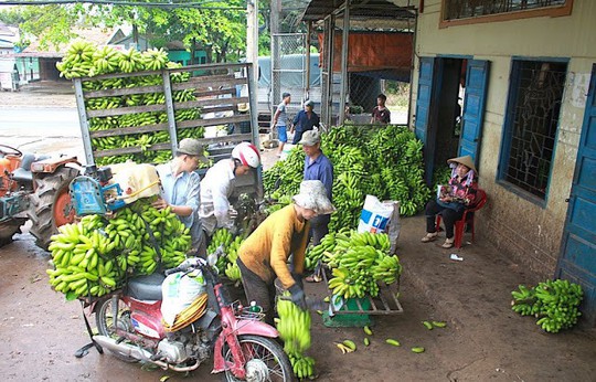  Thương lái Trung Quốc đang lùng mua gì ở Việt Nam? - Ảnh 4.