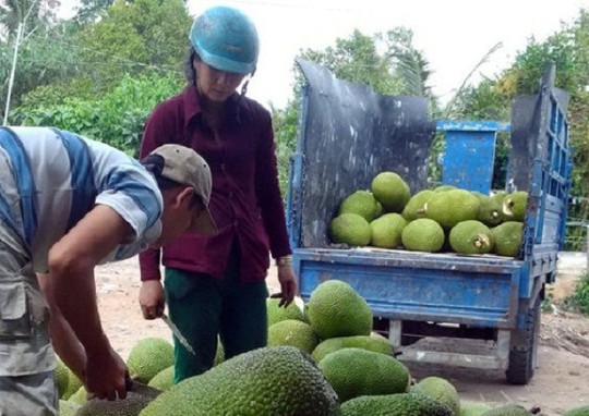  Thương lái Trung Quốc đang lùng mua gì ở Việt Nam? - Ảnh 6.