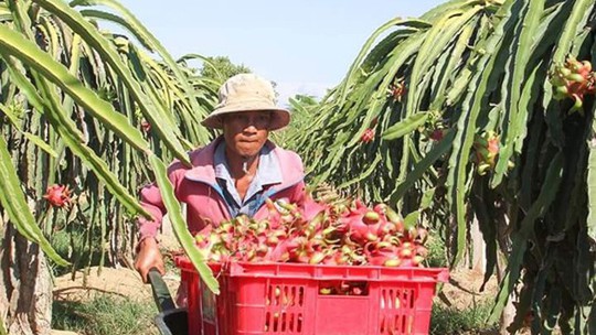  Thương lái Trung Quốc đang lùng mua gì ở Việt Nam? - Ảnh 9.