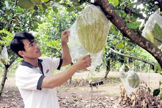  Thương lái Trung Quốc đang lùng mua gì ở Việt Nam? - Ảnh 7.