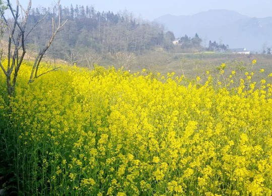 “Quên lối về” với cánh đồng rực vàng hoa cải ở Sa Pa - Ảnh 6.