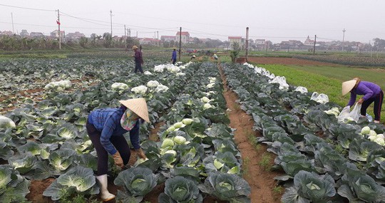  Nông sản rớt giá thê thảm, bán 1kg rau không mua nổi ly trà đá - Ảnh 6.