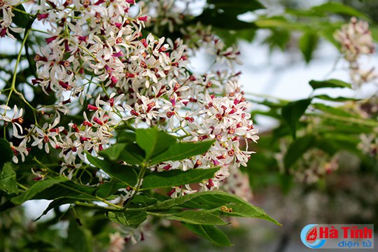 “Hoa xoan lớp lớp rụng vơi đầy” những miền quê Hà Tĩnh - Ảnh 3.