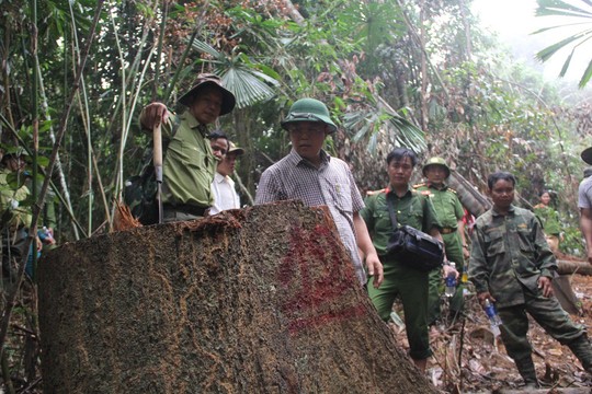 Ba vụ phá rừng ở Quảng Nam: Đình chỉ 6 cán bộ bảo vệ rừng - Ảnh 1.