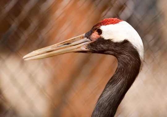 Ngắm loài chim cực quý, nằm trong sách đỏ thế giới - Ảnh 9.