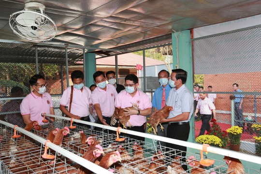 Dự án nuôi gà đẻ trứng tại Làng SOS Bến Tre - Ảnh 2.