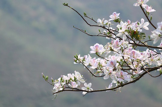 “Điểm danh” những mùa hoa tháng 3 đẹp mê hồn - Ảnh 12.