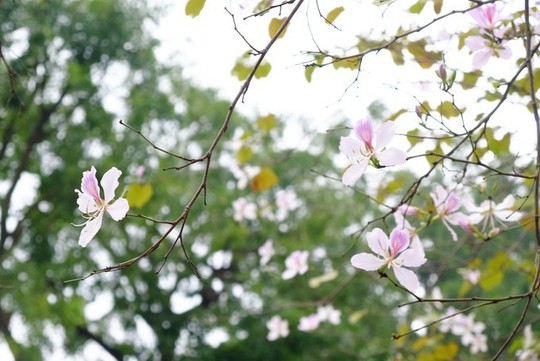 “Điểm danh” những mùa hoa tháng 3 đẹp mê hồn - Ảnh 16.