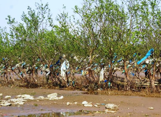 Kinh hoàng cánh rừng rác khổng lồ ven bờ biển ở Thanh Hóa - Ảnh 8.
