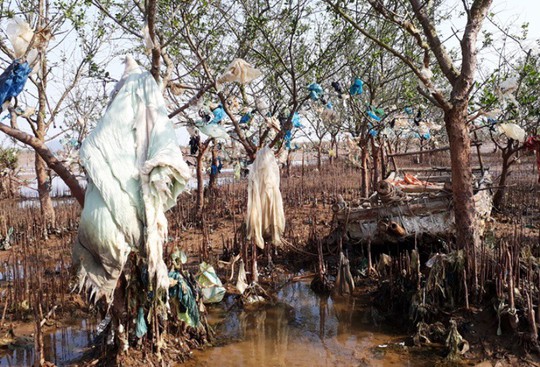 Kinh hoàng cánh rừng rác khổng lồ ven bờ biển ở Thanh Hóa - Ảnh 5.