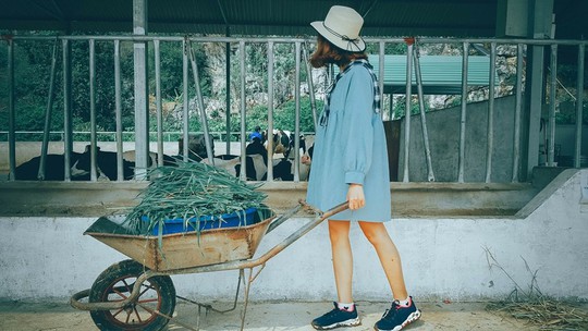 Lên Mộc Châu thử làm nông dân chăn nuôi bò sữa - Ảnh 2.