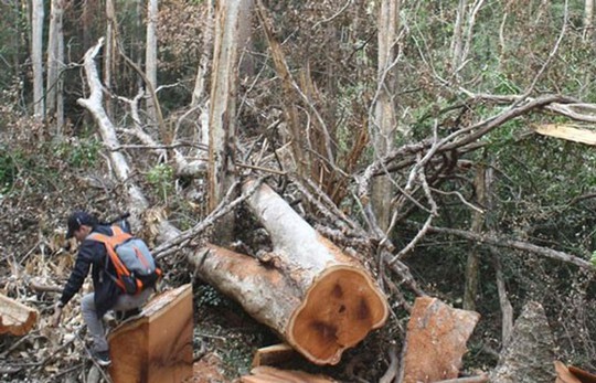 Bộ Công an bắt vụ phá rừng quy mô lớn trong vườn quốc gia - Ảnh 1.
