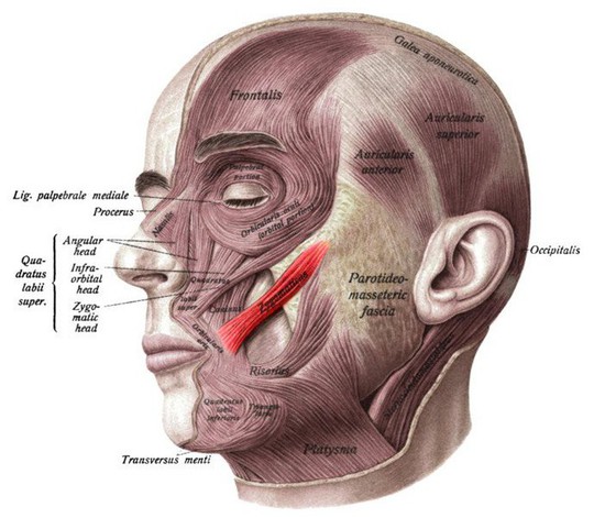  Vì sao con người có má lúm đồng tiền?  - Ảnh 2.