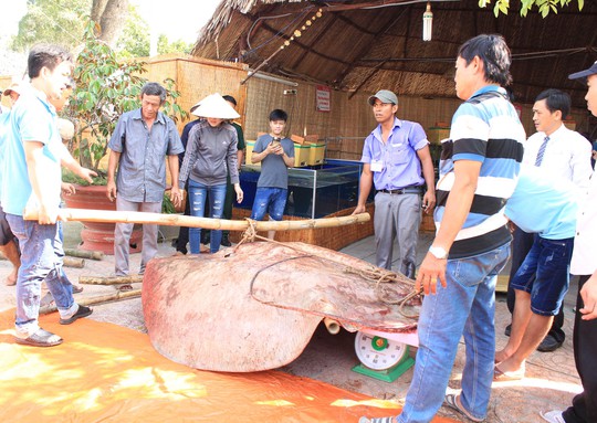 Bắt được “quái ngư nước ngọt” hơn 220 kg, cả chục người gánh mới nổi - Ảnh 3.