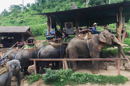 Điều cần biết cho người du lịch tự túc Chiang Mai - Thái Lan - Ảnh 13.