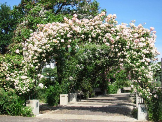 Khu vườn trở nên lãng mạn nhờ cổng vòm rực rỡ sắc hoa - Ảnh 7.