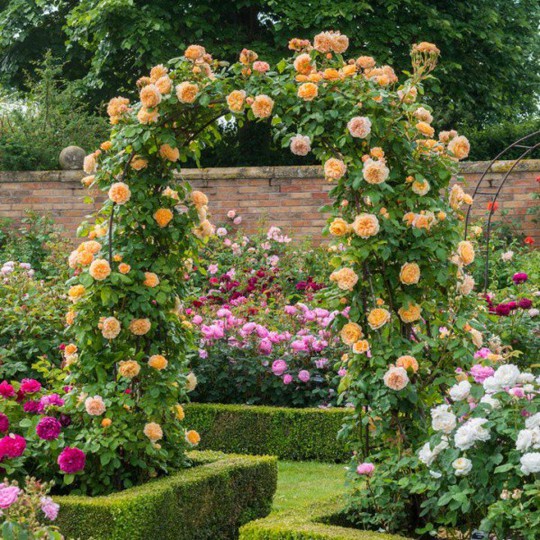 Khu vườn trở nên lãng mạn nhờ cổng vòm rực rỡ sắc hoa - Ảnh 8.