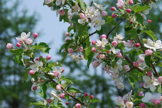 Vườn táo đẹp như cổ tích của cụ ông người Nhật  - Ảnh 10.