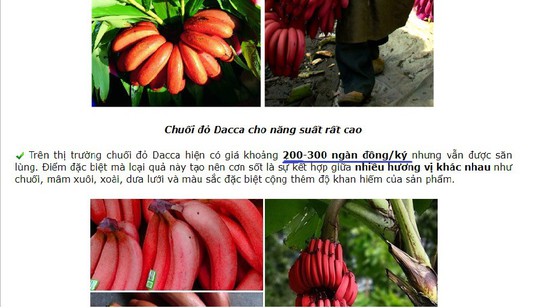 Thực hư về loại chuối đỏ 300.000 đồng/kg - Ảnh 1.