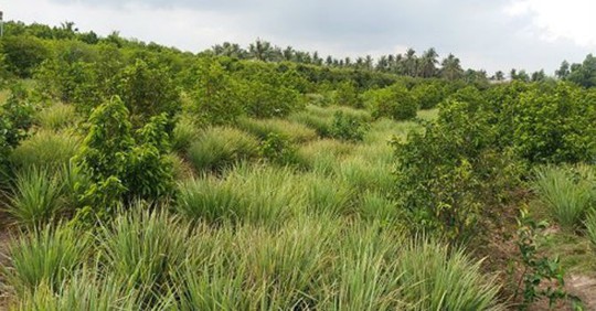 Cây sả ở vùng cù lao Tiền Giang “trồng chơi, ăn thật” - Ảnh 1.