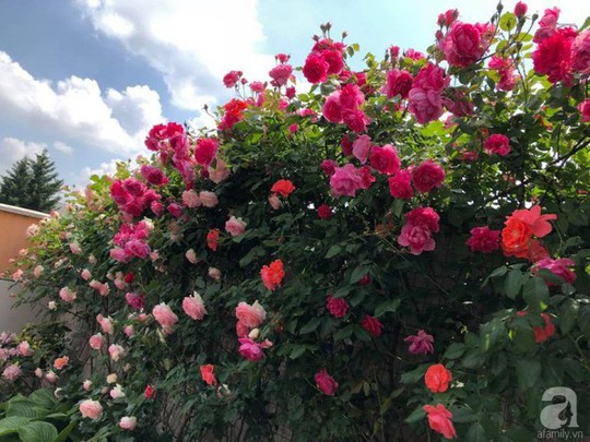 Khu vườn rộng 500m² với hàng trăm gốc hồng đẹp rực rỡ - Ảnh 1.