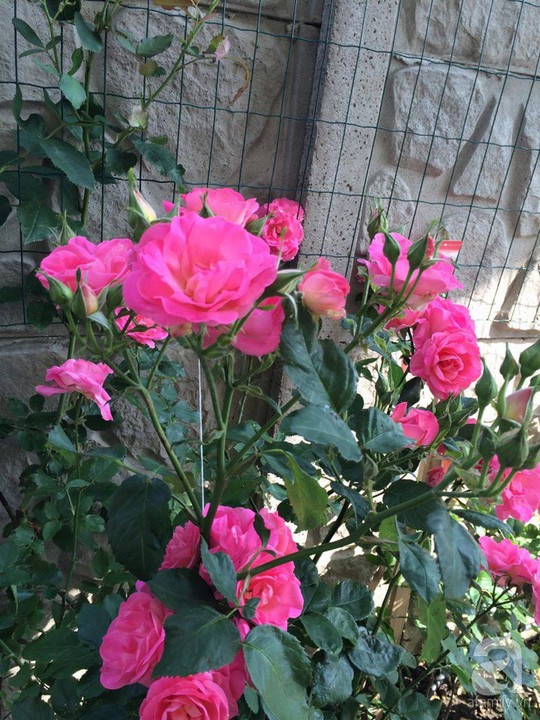 Khu vườn rộng 500m² với hàng trăm gốc hồng đẹp rực rỡ - Ảnh 14.