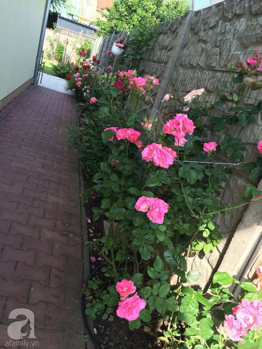 Khu vườn rộng 500m² với hàng trăm gốc hồng đẹp rực rỡ - Ảnh 15.