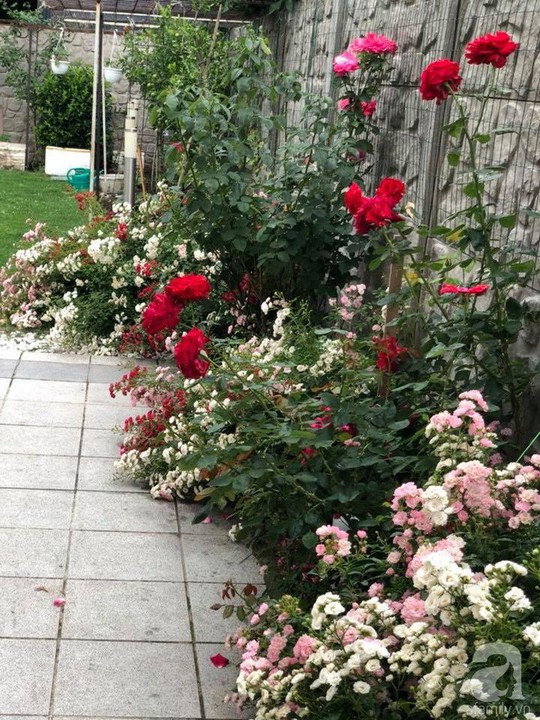 Khu vườn rộng 500m² với hàng trăm gốc hồng đẹp rực rỡ - Ảnh 17.