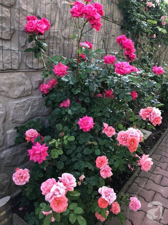 Khu vườn rộng 500m² với hàng trăm gốc hồng đẹp rực rỡ - Ảnh 23.