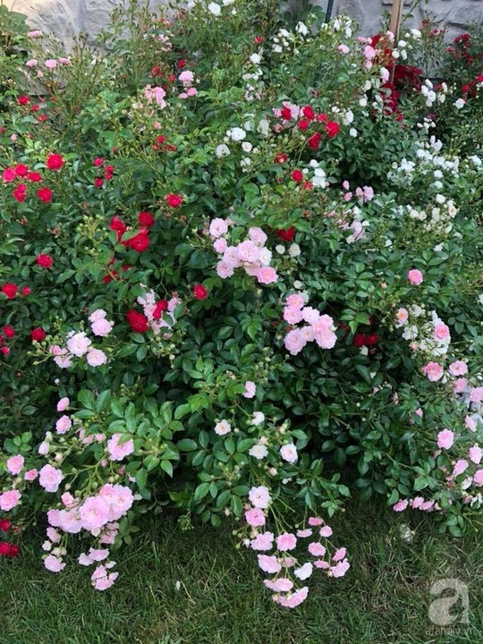 Khu vườn rộng 500m² với hàng trăm gốc hồng đẹp rực rỡ - Ảnh 24.