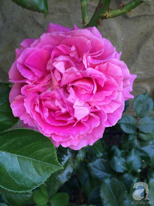 Khu vườn rộng 500m² với hàng trăm gốc hồng đẹp rực rỡ - Ảnh 7.