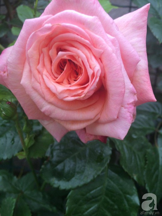 Khu vườn rộng 500m² với hàng trăm gốc hồng đẹp rực rỡ - Ảnh 9.