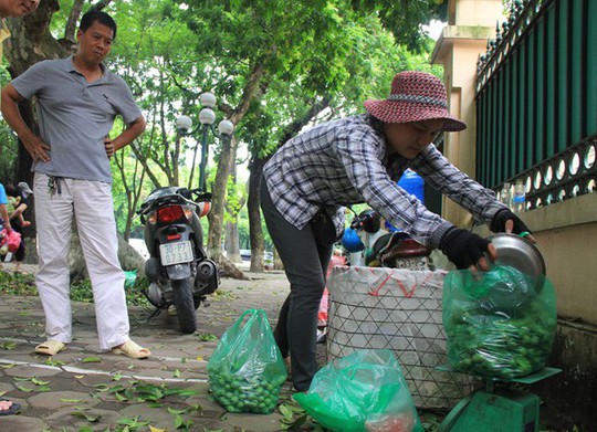 Hái sấu ở vỉa hè Hà Nội bán kiếm tiền triệu/ngày - Ảnh 3.