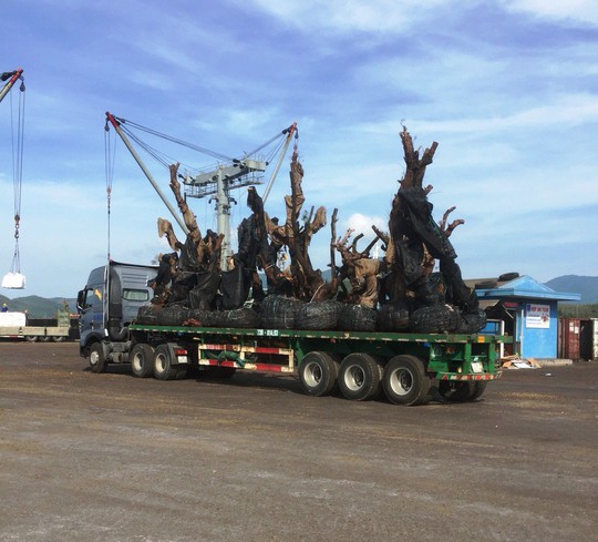 Công ty Hải Sơn lên tiếng về việc vận chuyển các cây tiểu quái thú - Ảnh 1.