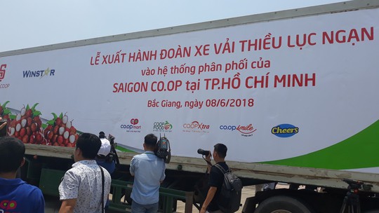 Đến Co.opmart ngắm cây vải và mua vải thiều Lục Ngạn chính gốc - Ảnh 3.