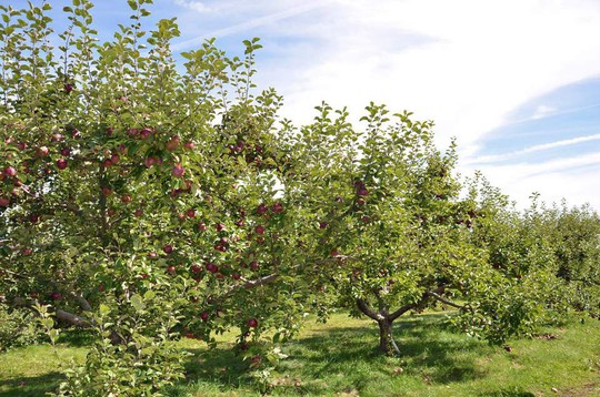 Vườn táo gần 300 tuổi đẹp như ở xứ sở thiên đường - Ảnh 15.
