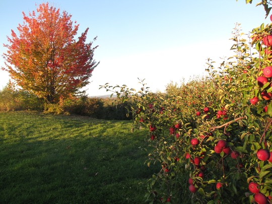 Vườn táo gần 300 tuổi đẹp như ở xứ sở thiên đường - Ảnh 3.