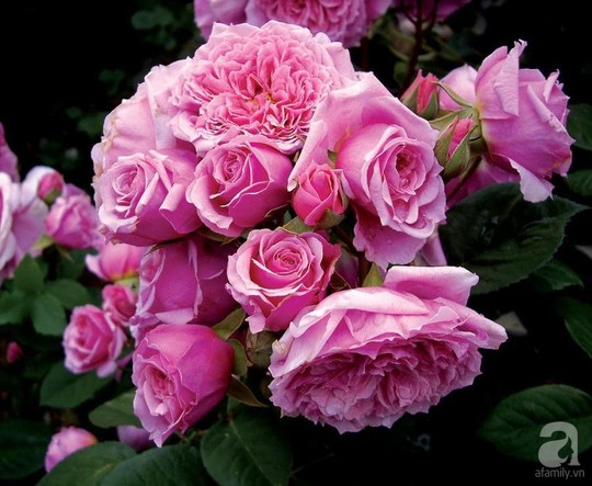 Mê mẩn khu vườn hoa hồng đẹp như mơ ở Đà Lạt - Ảnh 30.