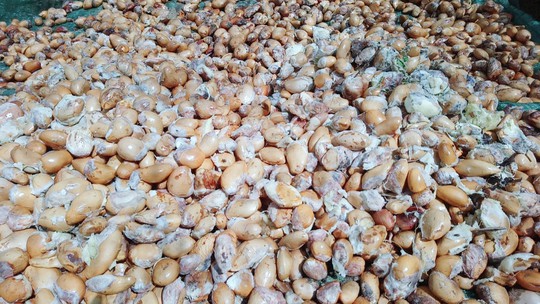 Lại ùn ùn kéo về Vĩnh Long ăn sầu riêng 19.000 đồng/kg - Ảnh 7.