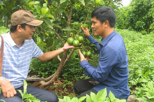 Chuyện lạ về vua bơ Tây Nguyên - Ảnh 2.