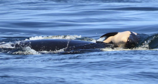 Cảm động cá voi sát thủ đau buồn vì con chết - Ảnh 2.