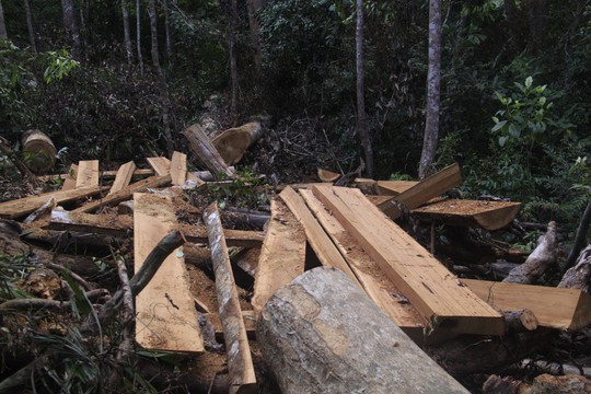 Khởi tố vụ phá rừng cổ thụ ở Bình Định - Ảnh 2.