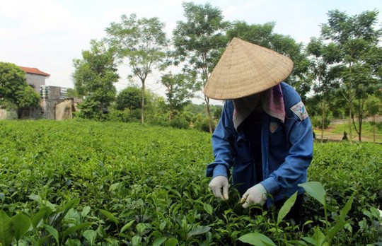 Trà đinh đắt như vàng ròng: Nữ nông dân Thái Nguyên thu bạc tỉ - Ảnh 1.