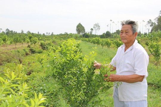 Nhà vườn trồng quýt hồng Lai Vung kêu cứu vì bị quỵt tiền - Ảnh 4.