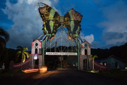Những người săn bướm bí ẩn ở Indonesia - Ảnh 2.