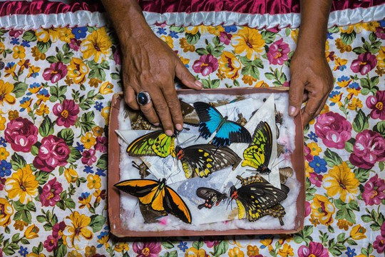 Những người săn bướm bí ẩn ở Indonesia - Ảnh 14.