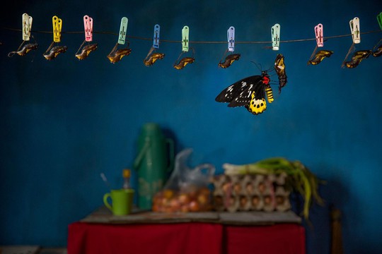 Những người săn bướm bí ẩn ở Indonesia - Ảnh 10.